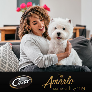 Cibo per Cani con Manzo Pasta Carote e Prezzemolo Cesar 14x