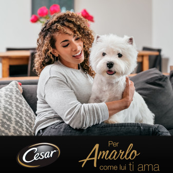 Cibo per cani con Pollo Manzo Pesce e Vitello Cesar 6 gusti