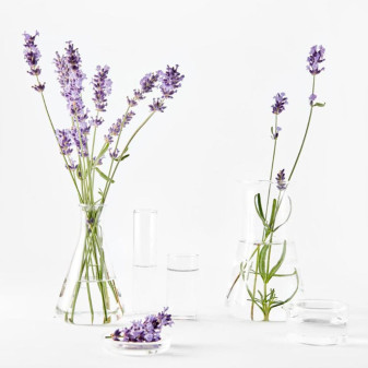 Crema Giorno Rimpolpante Antirughe Olio Lavanda Acido Ialuronico Garnier Bio