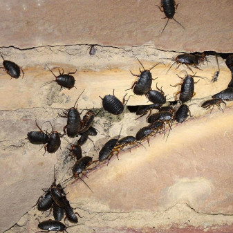 Scarafaggi Stop Esche Insetticide Vape