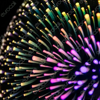 V-Tac VT-7256 Lampadario a Sospensione in Vetro Effetto 3D con Portalampada per Lampadine E27 - SKU 40131